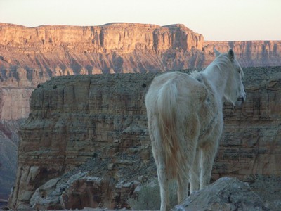 Supai Mule Hilltop R400