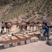 Havasupai Mule Train S180