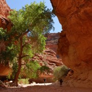 Havasuapi Hiking S180