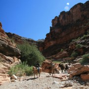 Havasupai Mule Train 2 S180