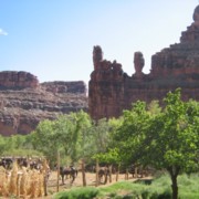 Supai Village Garden03